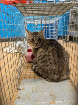 Domestic Short Hair Cats Available for Adoption - BREEZY | PetCurious