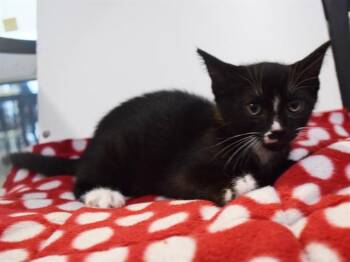 THURSDAY -  Domestic Short Hair Cat for Adoption in Sacramento, California - THURSDAY | PetCurious