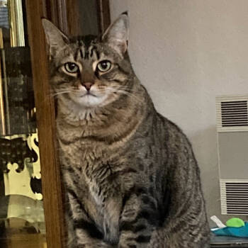 Rescue Domestic Short Hair Cats for Adoption in West Palm Beach, Florida - Comet | PetCurious