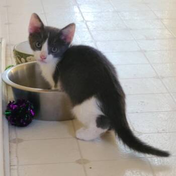 Turbo Boosted -  Domestic Short Hair Cat for Adoption in Cartersville, Georgia - Turbo Boosted | PetCurious