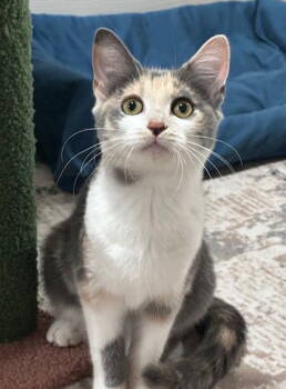 Rescue Domestic Medium Hair Cats for Adoption in Crossville, Tennessee - Diamond | PetCurious