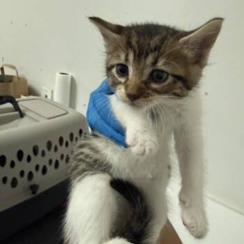 Domestic Short Hair Cats Available for Adoption - Jimmy Jr | PetCurious