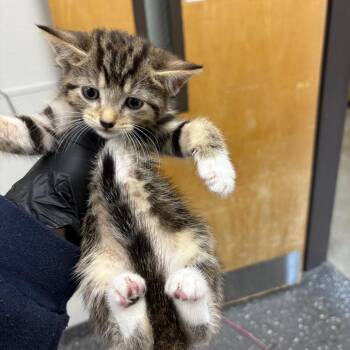 Corona -  Domestic Short Hair Cat for Adoption in Columbiana, Alabama - Corona | PetCurious