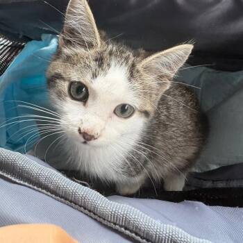 Sydney -  Domestic Short Hair Cat for Adoption in Reisterstown, Maryland - Sydney | PetCurious