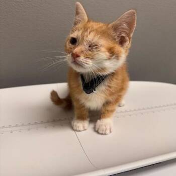 Michelle -  Domestic Short Hair Cat Available for Adoption - Michelle | PetCurious