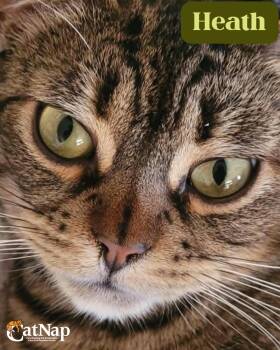 Heath -  Domestic Short Hair Cat for Adoption in Nanaimo, British Columbia - Heath | PetCurious