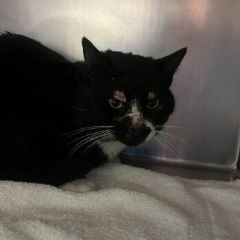 Domestic Short Hair Cats Available for Adoption - Frollo | PetCurious