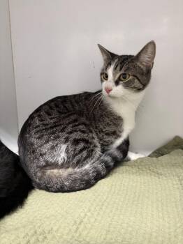 Cooper -  Domestic Short Hair Cat for Adoption in Rochester, Indiana - Cooper | PetCurious