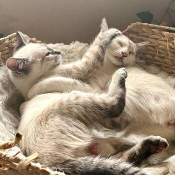 Sage -  Siamese Cat for Adoption in Los Angeles, California - Sage | PetCurious