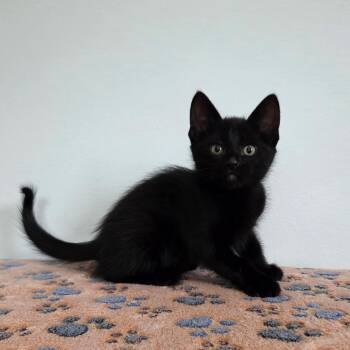 Josephine -  Domestic Short Hair Cat for Adoption in High Ridge, Missouri - Josephine | PetCurious