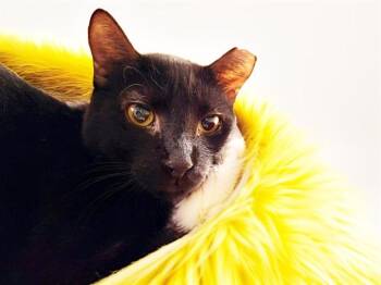 MASON -  Domestic Short Hair Cat for Adoption in Fort Lauderdale, Florida - MASON | PetCurious