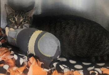 Domestic Short Hair Cats Available for Adoption - Baby | PetCurious