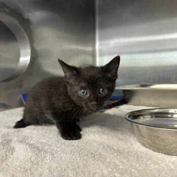 Scorpio -  Domestic Short Hair Cat for Adoption in Indianapolis, Indiana - Scorpio | PetCurious