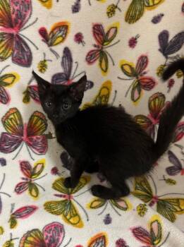 Bubbles @Petsmart Walker Rd -  Domestic Short Hair Cat for Adoption in Newberg, Oregon - Bubbles @Petsmart Walker Rd | PetCurious