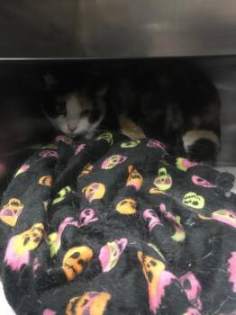Domestic Short Hair Cats Available for Adoption in Conroe, Texas - ASTRID | PetCurious