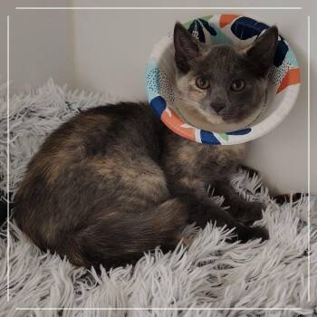Turquoise -  Domestic Short Hair Cat for Adoption in Dearborn, Michigan - Turquoise | PetCurious