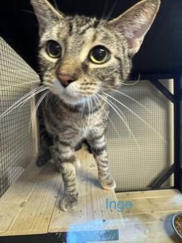 Inge -  American Shorthair and Tabby Cat for Adoption in Shrewsbury, Massachusetts - Inge | PetCurious