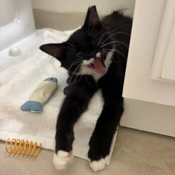 Minnie (& Mickey & Donald) -  Domestic Medium Hair Cat for Adoption in Mount Laurel Township, New Jersey - Minnie (& Mickey & Donald) | PetCurious