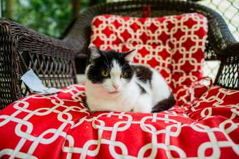 Lady Bug -  Domestic Short Hair Cat for Adoption in Morgantown, West Virginia - Lady Bug | PetCurious