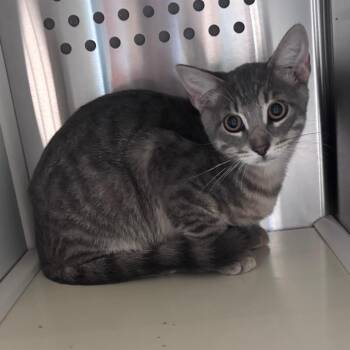 Chicken-On-A-Stick -  Domestic Short Hair Cat for Adoption in Norman, Oklahoma - Chicken-On-A-Stick | PetCurious