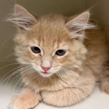 Norman -  Domestic Short Hair Cat for Adoption in Fairport, New York - Norman | PetCurious