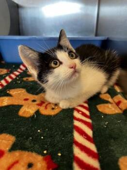 Ellington -  Domestic Short Hair Cat for Adoption in Irving, Texas - Ellington | PetCurious