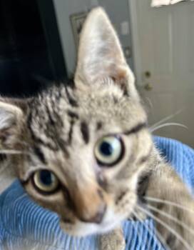 BOXWOOD -  Tabby and Domestic Short Hair Cat for Adoption in Minesing, Ontario - BOXWOOD | PetCurious