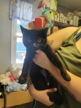 Rescue Domestic Short Hair Cats for Adoption in Anderson, Indiana - Relish | PetCurious