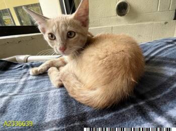 PATRICK -  Domestic Short Hair Cat for Adoption in West Palm Beach, Florida - PATRICK | PetCurious