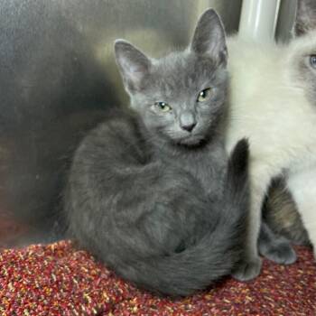 Truffle -  Domestic Short Hair Cat for Adoption in Roanoke, Virginia - Truffle | PetCurious