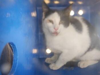 Domestic Short Hair Cats Available for Adoption in San Jose, California - A1406326 | PetCurious