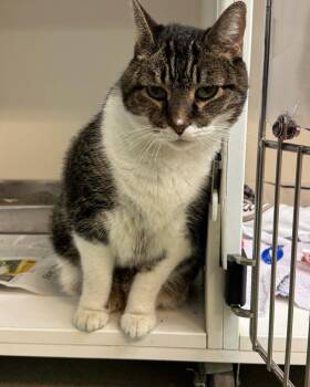 Tiger -  Domestic Short Hair Cat for Adoption in Bloomfield, New Jersey - Tiger | PetCurious
