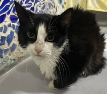 PRINCESS YUE -  Domestic Medium Hair Cat for Adoption in Pensacola, Florida - PRINCESS YUE | PetCurious