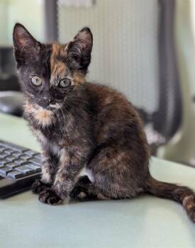 PHEOBE -  Domestic Short Hair Cat for Adoption in Kent, Washington - PHEOBE | PetCurious
