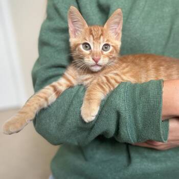 Rescue Domestic Short Hair Cats for Adoption in San Carlos, California - Otto | PetCurious