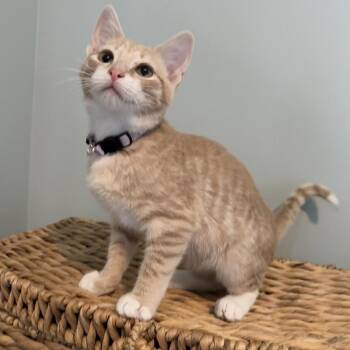 Aliz -  Domestic Short Hair Cat for Adoption in Richmond, Virginia - Aliz | PetCurious