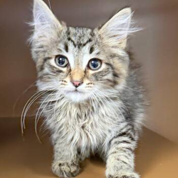 Locke -  Domestic Long Hair Cat for Adoption in Middlebury, Vermont - Locke | PetCurious