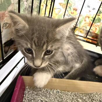 Cody -  Tabby Cat for Adoption in Bridgeton, North Carolina - Cody | PetCurious