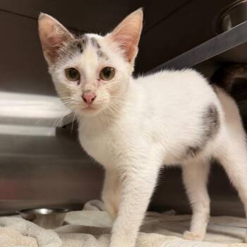 Banzai -  Domestic Short Hair Cat for Adoption in Bristol, Indiana - Banzai | PetCurious
