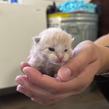 Domestic Short Hair Cats Available for Adoption in Tampa, Florida - Dingo | PetCurious