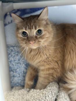 Conexxa -  Domestic Medium Hair Cat for Adoption in Stafford, Virginia - Conexxa | PetCurious