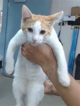BILLY -  Domestic Short Hair Cat for Adoption in Salinas, California - BILLY | PetCurious