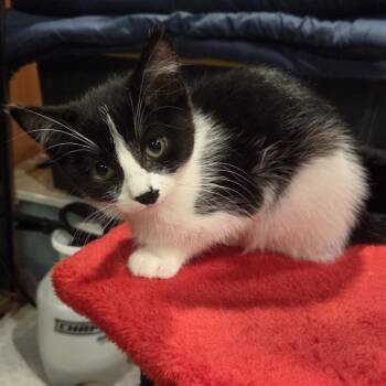 Ducky C11785 -  Domestic Short Hair Cat for Adoption - Ducky C11785 | PetCurious