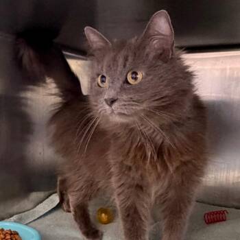 Domestic Long Hair Cats Available for Adoption in Nashville, Tennessee - Catrina | PetCurious