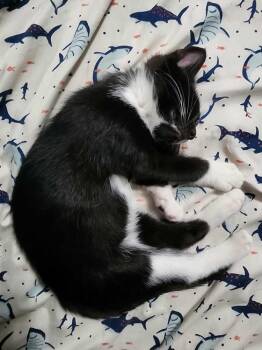 Colette -  Domestic Short Hair Cat for Adoption in Topeka, Kansas - Colette | PetCurious