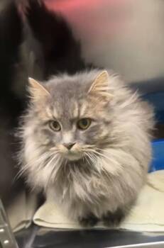 Smokey -  Domestic Long Hair Cat Available for Adoption in Olean, New York - Smokey | PetCurious