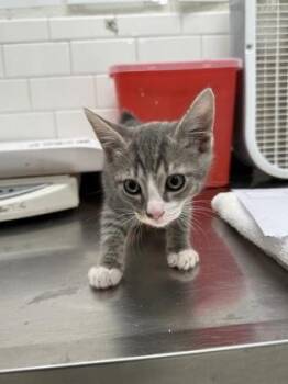 Lavender -  Domestic Short Hair Cat for Adoption in Atlanta, Georgia - Lavender | PetCurious