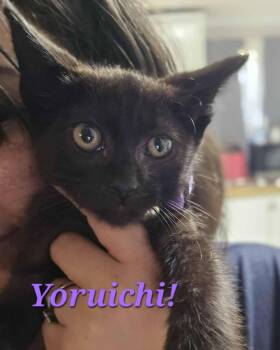 Rescue Domestic Short Hair Cats for Adoption in Longwood, Florida - Yoriuchi | PetCurious