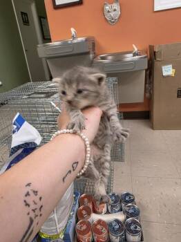 Domestic Short Hair Cats Available for Adoption in Burnsville, North Carolina - Clara | PetCurious