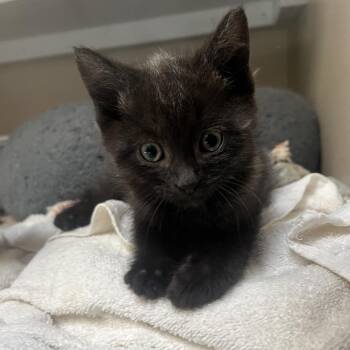 United -  Domestic Medium Hair Cat for Adoption in Durango, Colorado - United | PetCurious